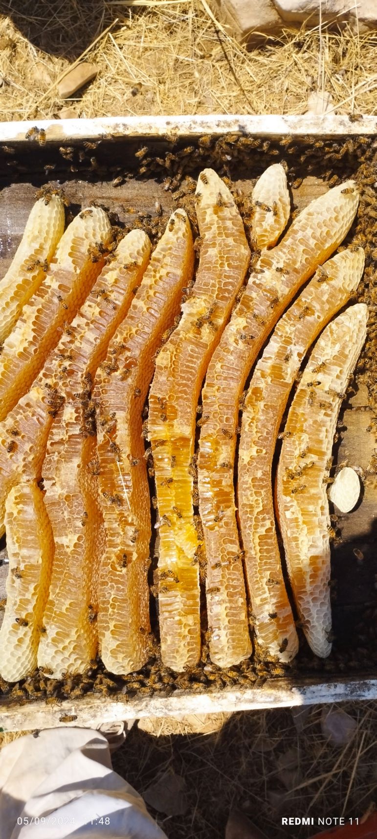 عسل آویشن 